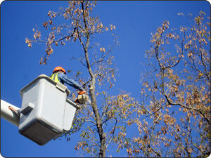 Bucket Truck Uses for the Holidays